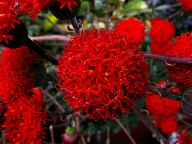 Kleinia fulgens syn Senecio fulgens - Paperblog Kleinia fulgens syn Senecio fulgens - Paperblog