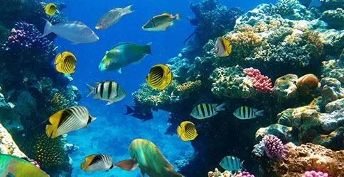 Klimawandel: Saures Wasser verwirrt Fische - News & Wissen ...