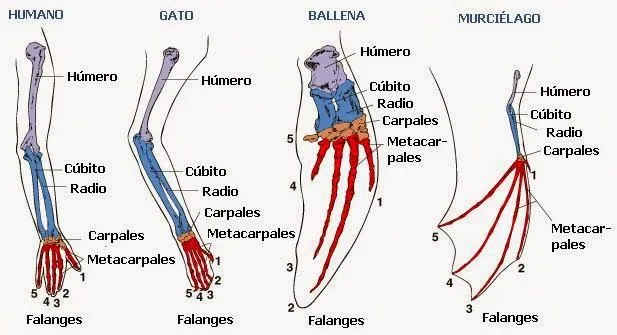 Km 130: Todas las criaturas grandes y pequeñas y el encinar cantábrico