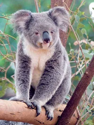 Koala Bears - Crystalinks Koala Bears - Crystalinks