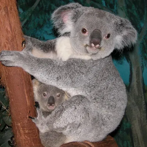 El Koala