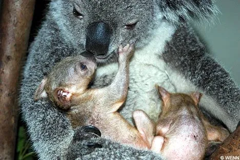 Cuanto sabes sobre el Koala? Informate… | Linuxdom's Blog