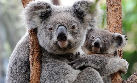 Koala pandemic genetics: Viruses have inserted themselves into the ... Koala pandemic genetics: Viruses have inserted themselves into the ...