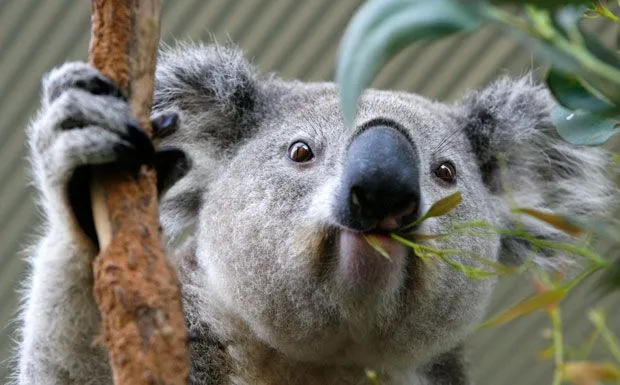Koala a pranzo - La foto del giorno - Corriere della Sera Koala a pranzo - La foto del giorno - Corriere della Sera