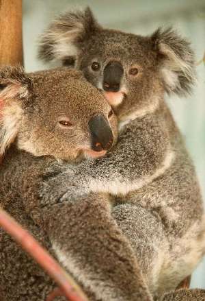 Sobre los Koala | rescate2011
