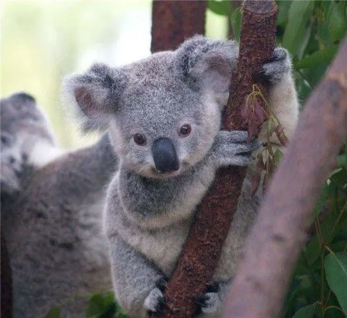 Koala bebé tierno dibujo - Imagui