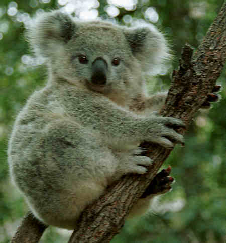 Koalas Koalas