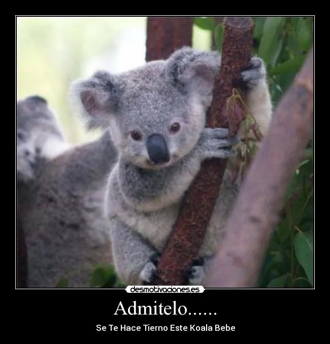 Koalas bebés y tiernos - Imagui