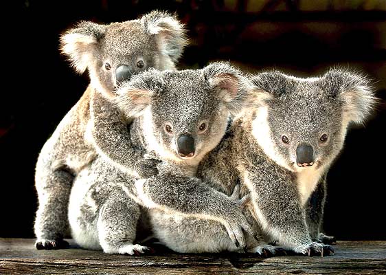 Dibujos de koalas tiernos - Imagui