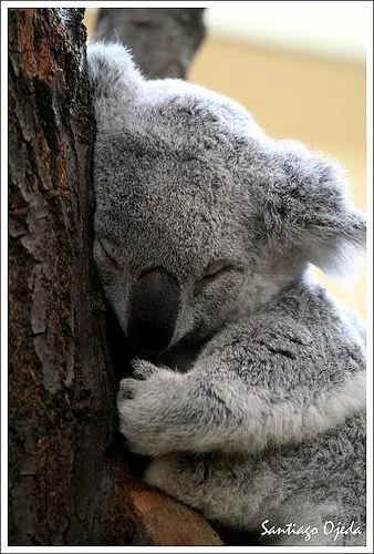 Koalas tiernos - Imagui