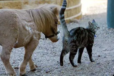 Koda: el caballo miniatura que es confundido con un peluche ...