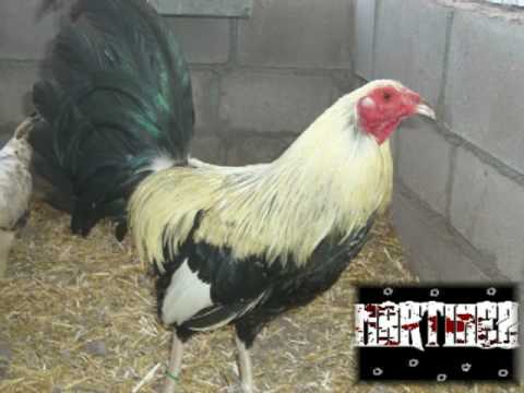 Komander pelea de gallos - Youtube Downloader mp3 Komander pelea de gallos - Youtube Downloader mp3
