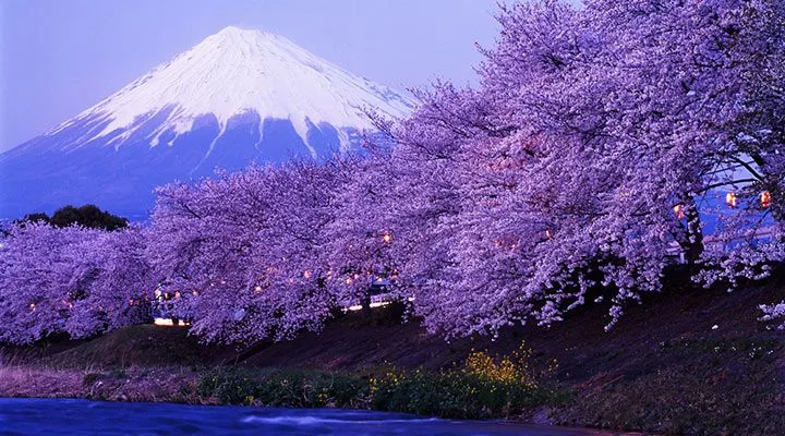 Konohanasakuya-hime | The Path of Shinto - 神道 Konohanasakuya-hime | The Path of Shinto - 神道