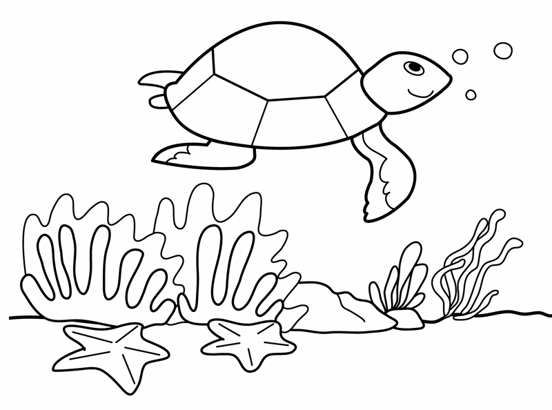 Kostenlose Malvorlage Tiere: Kostenlose Malvorlage: Schildkröte ...