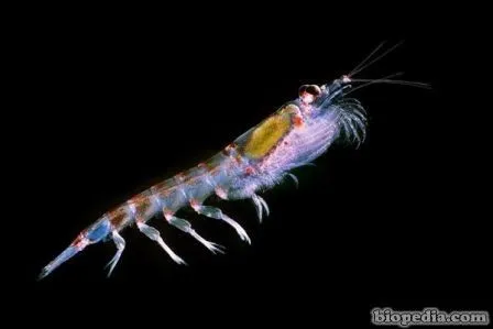 Kril antártico | BIOPEDIA