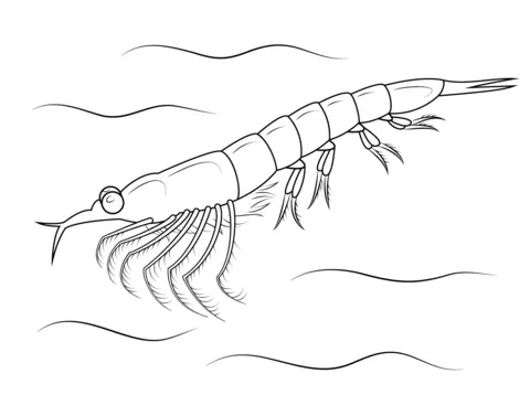 Dibujo de Krill Norteño para colorear | Dibujos para colorear ... Dibujo de Krill Norteño para colorear | Dibujos para colorear ...