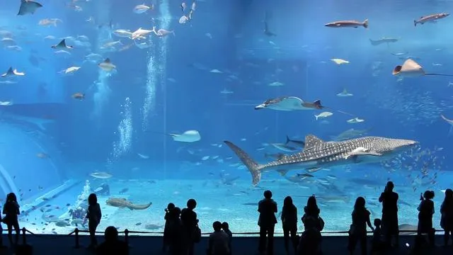 Kuroshio Sea - 2nd largest aquarium tank in the world - (song is ...
