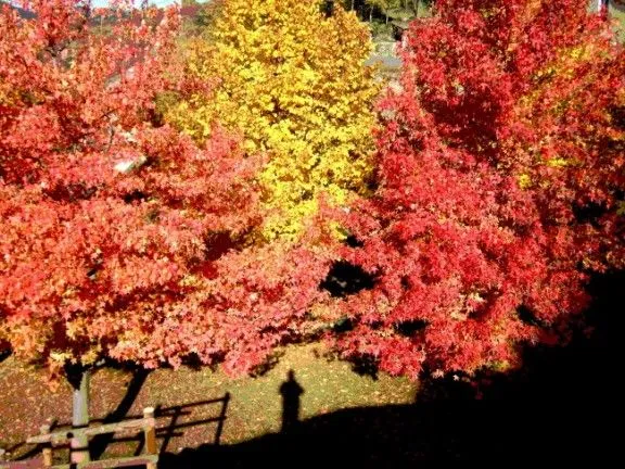 L'esclat de la tardor, en imatges | Nació Digital