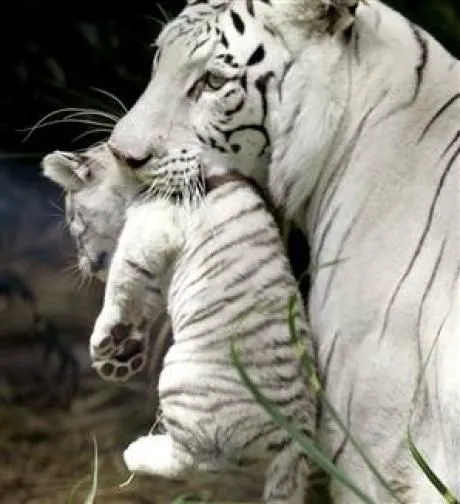 L'info du Jour : Le Tigre Blanc - On en parle ici. L'info du Jour : Le Tigre Blanc - On en parle ici.