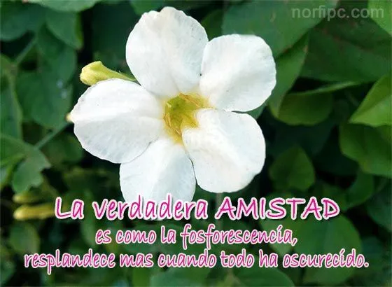 la-amistad-como-fosforescencia ...