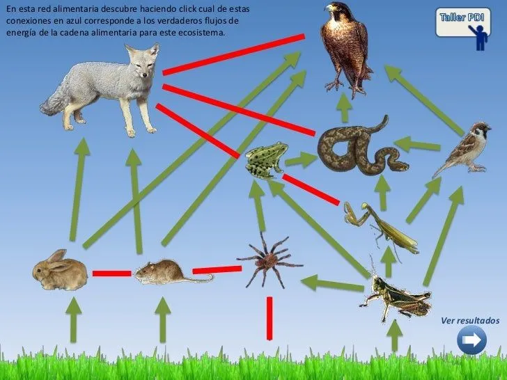 la-cadena-alimentaria-10-728. ...