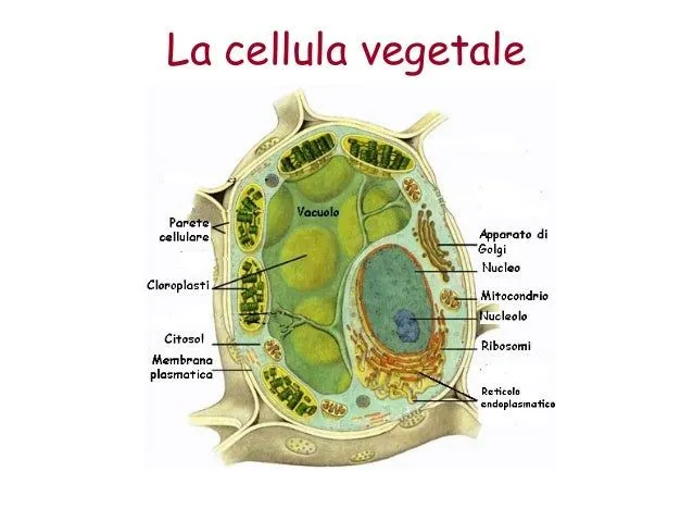 la-cellula-15-638.jpg?cb= ...