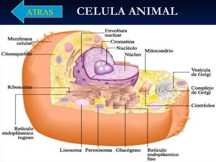 la-celula-9-728.jpg?cb=1240578491