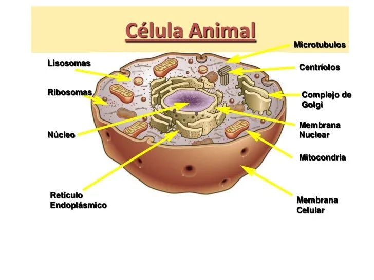 la-celula-animal-y-vegetal-18- ...