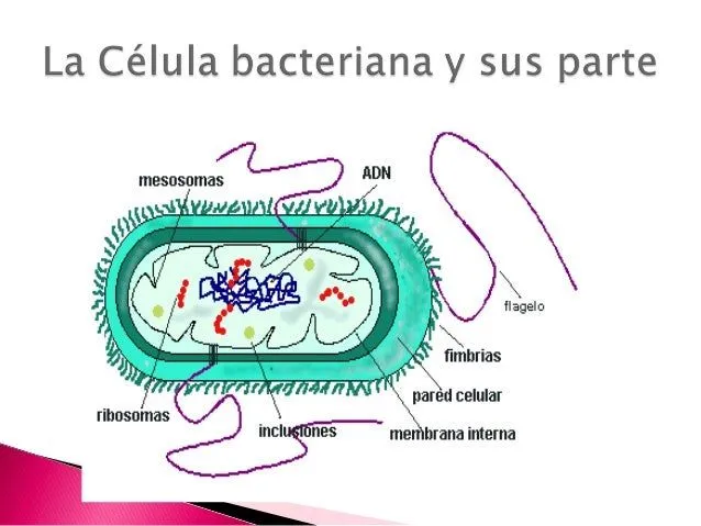 la-celula-bacteriana-y-sus- ...