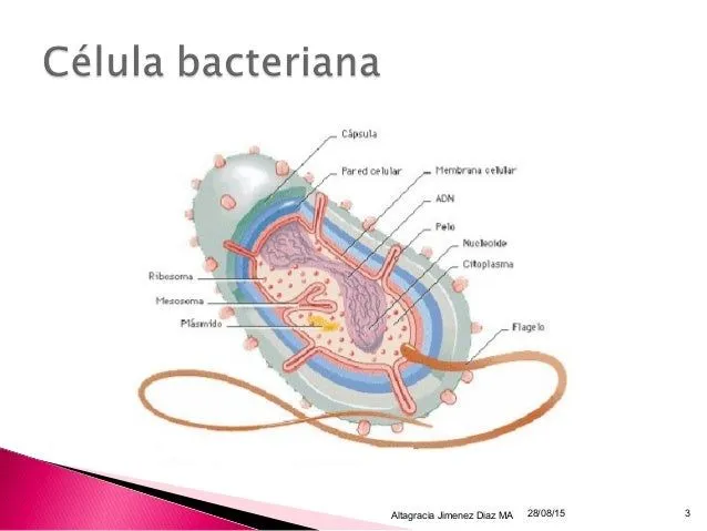 la-celula-bacteriana-y-sus- ...