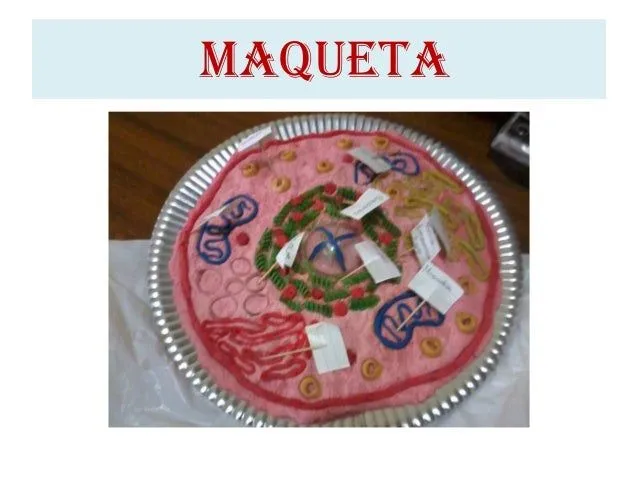 la-clula-estructura-y-maqueta- ...