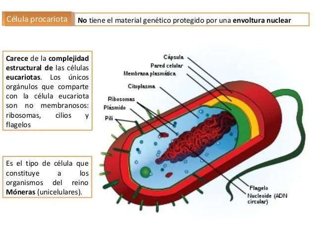 la-clula-procariota-y- ...