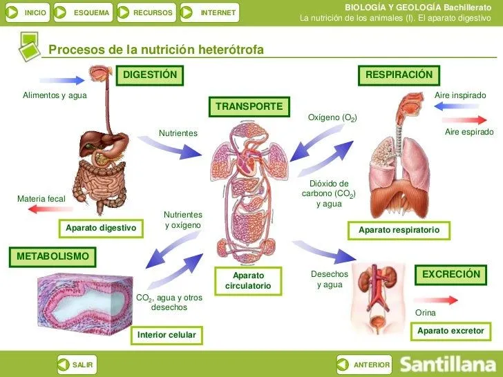 la-digestion-5-728.jpg?cb= ...