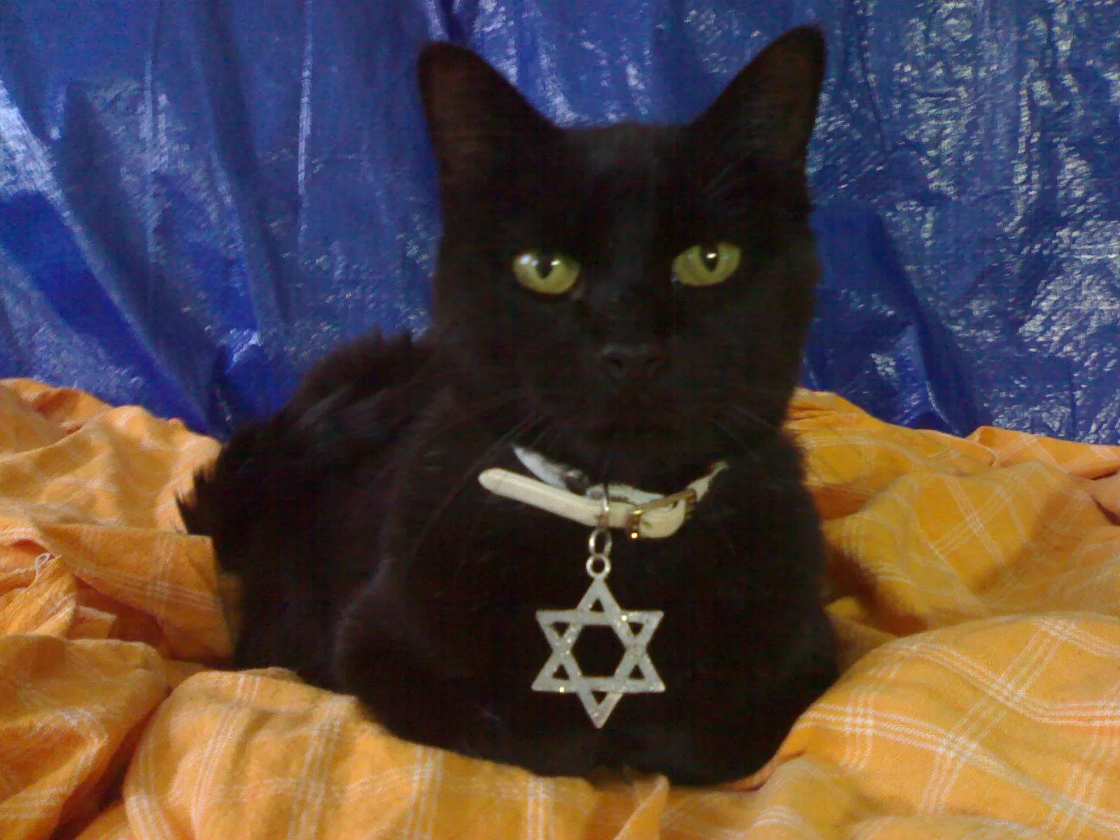  ... :La diosa Gata (Algo de historia sobre los gatos) « TAROT GRATIS