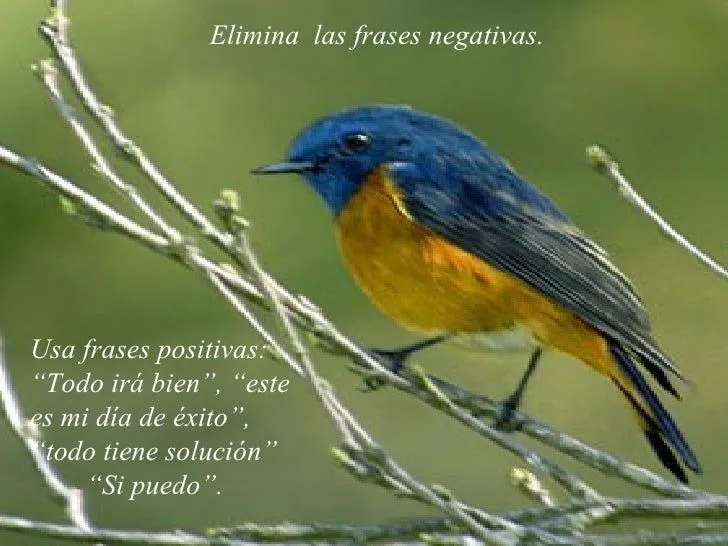 la-felicidad-con-pajaros-8-728 ...