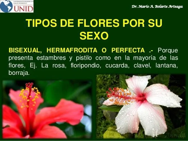 la-flor-botanica-gerneral-29- ...