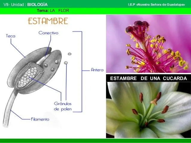 la-flor-botnica-13-638.jpg?cb= ...