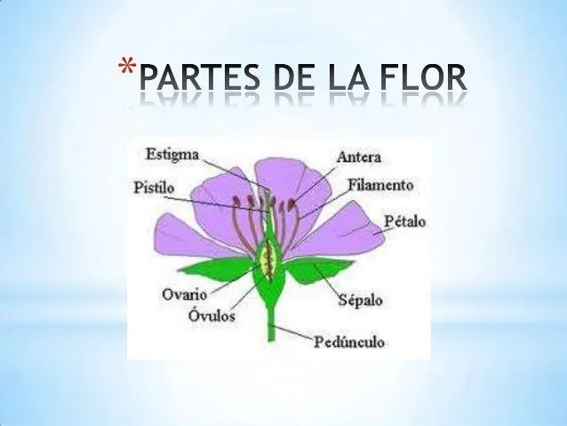 la-flor-y-sus-partes-3-638.jpg ...