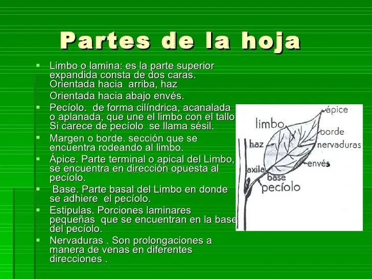la-hoja-2-728.jpg?cb=1263412965