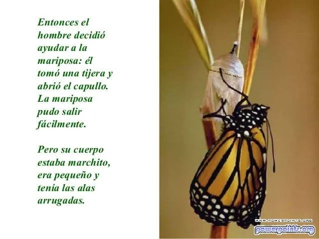 la-metamorfosis-de-la-mariposa ...