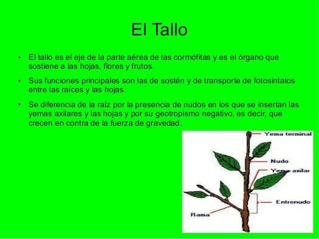 la-planta-y-sus-partes-3-638. ...