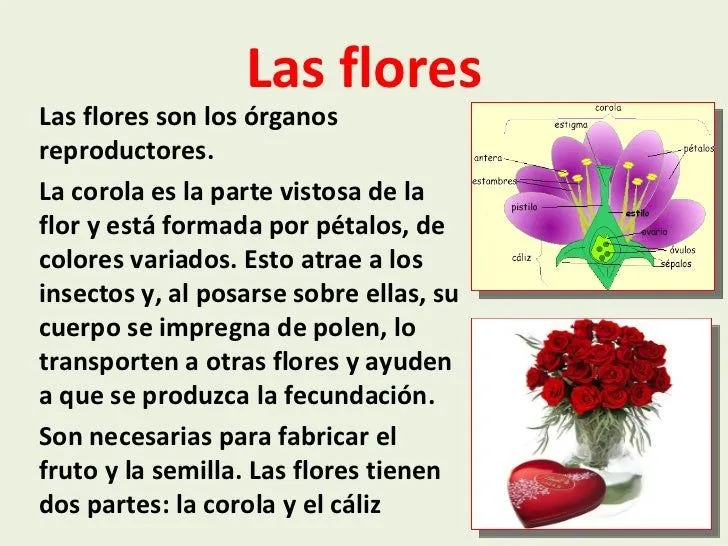 la-planta-y-sus-partes-7-728. ...