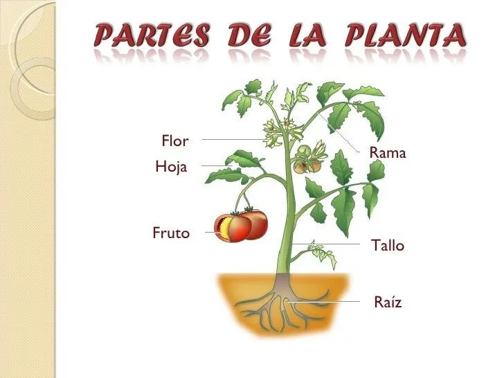 la-planta-y-sus-partes-8-728. ...