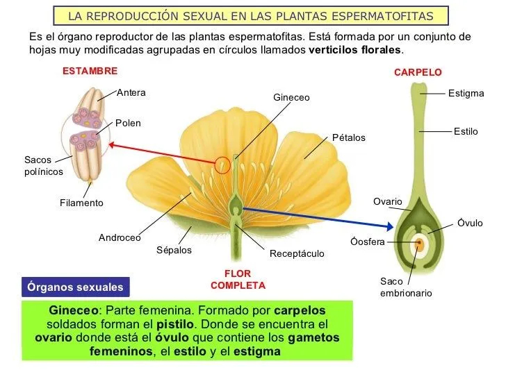 la-reproduccin-sexual-en- ...