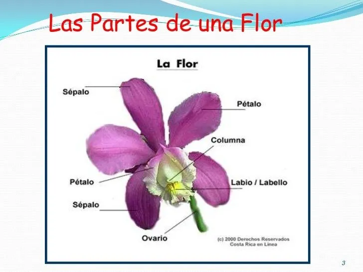la-reproduccion-sexual-de-las- ...