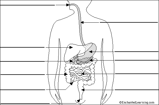 Label Digestive System Diagram Printout (simple version ... Label Digestive System Diagram Printout (simple version ...