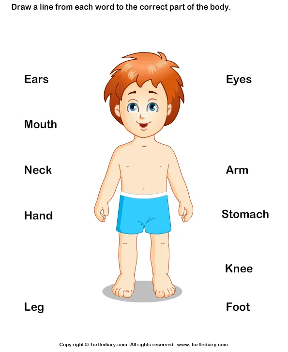 Label The Body Parts 7 Worksheet - TurtleDiary.com