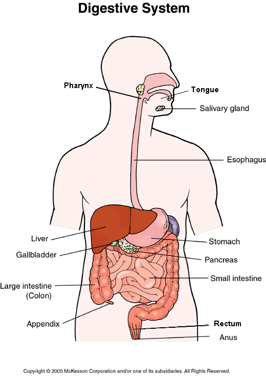 7 label the parts of the digestive system in Organ - Biological ... 7 label the parts of the digestive system in Organ - Biological ...