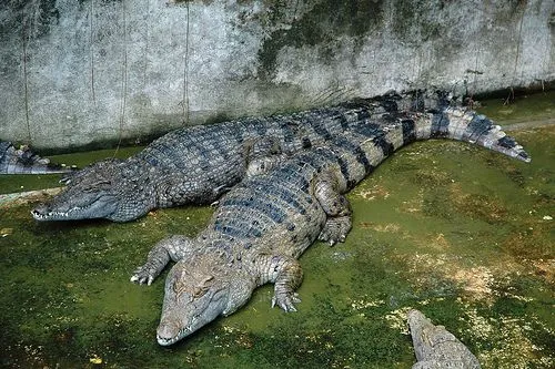 Laberinto en extinción: Cocodrilo malayo (Crocodylus mindorensis)