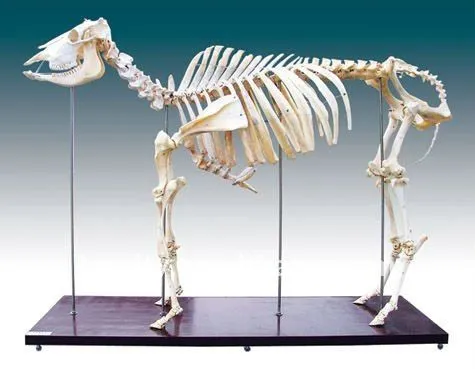 Laboratorio animal real, Vivid superior espécimen esqueleto de ...